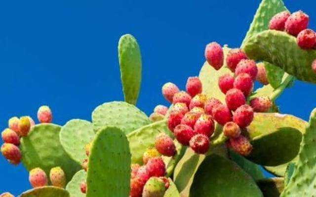 The Benefits of Nopal: