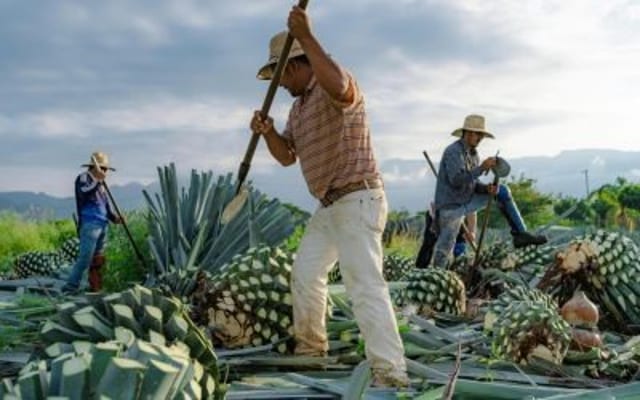 From Tequila to the Kitchen: